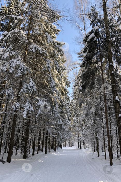 Скачать Загородная зимняя дорога через лес среди заснеженных деревьев фотосток Ozero