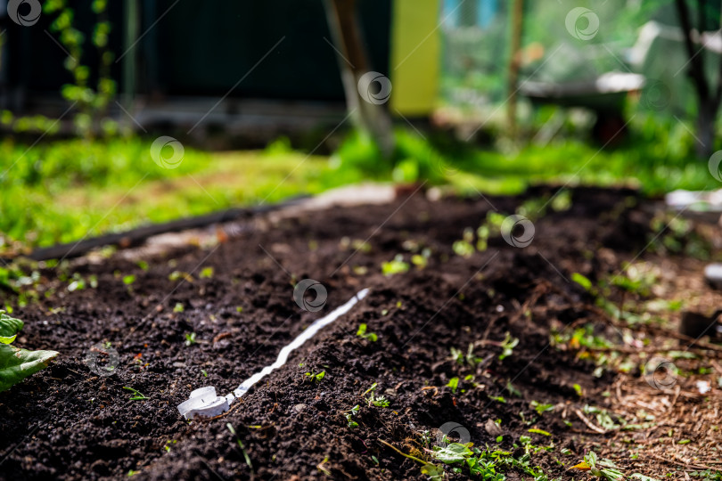 Скачать Процесс заделки семян на ленту в грунт, посадка моркови фотосток Ozero