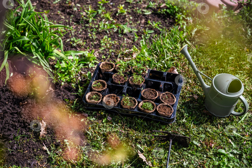 Скачать Торфяные горшочки с рассадой стоят возле грядки, подготовка к посадке, сад, сельское хозяйство фотосток Ozero