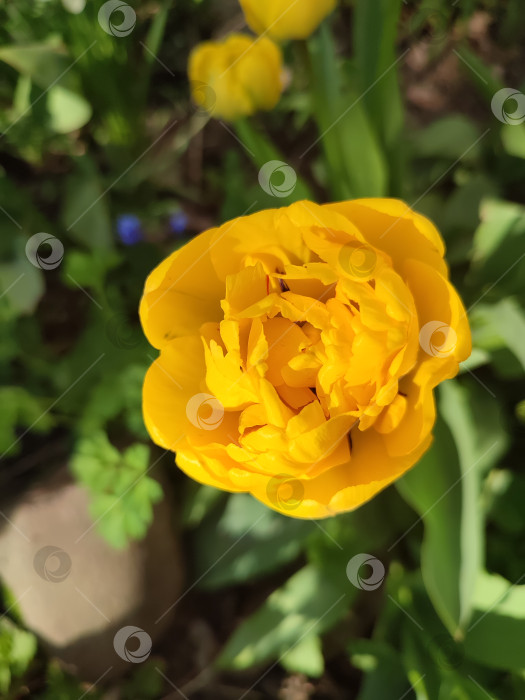 Скачать жёлтый тюльпан на грядке фотосток Ozero