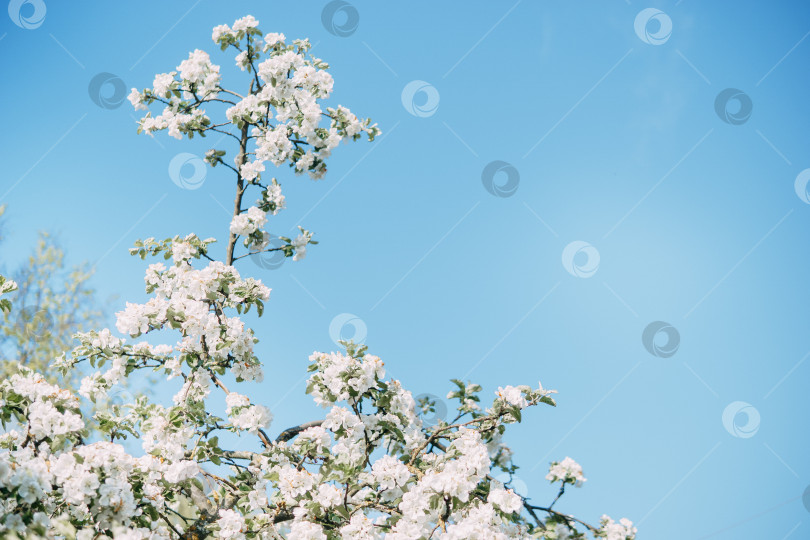 Скачать Цветущие ветви яблони с белыми цветами крупным планом. фотосток Ozero