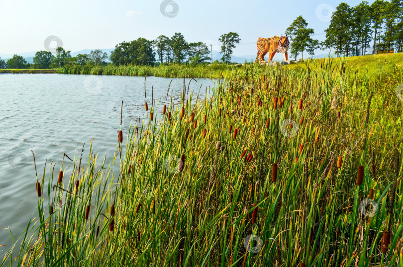 Скачать Пейзаж с прудом и растущими камышами на фоне тигра, сделанного из дерева летним днем фотосток Ozero