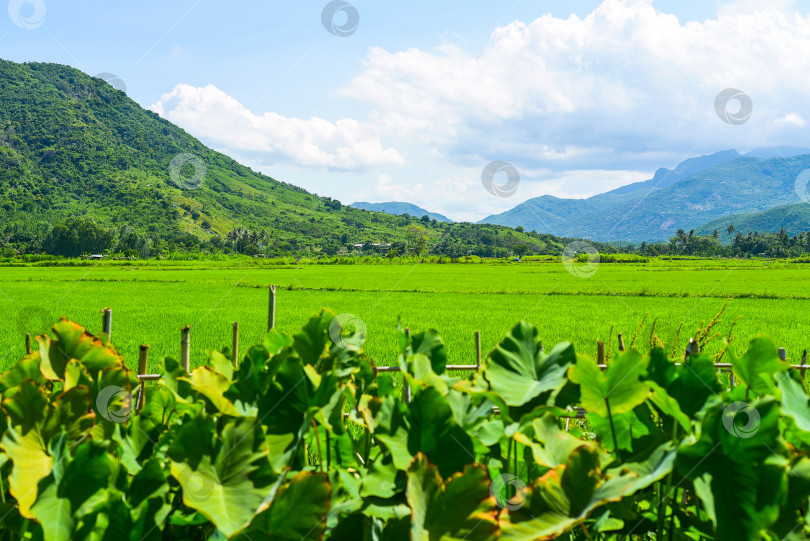 Скачать Вьетнамские рисовые поля среди гор фотосток Ozero