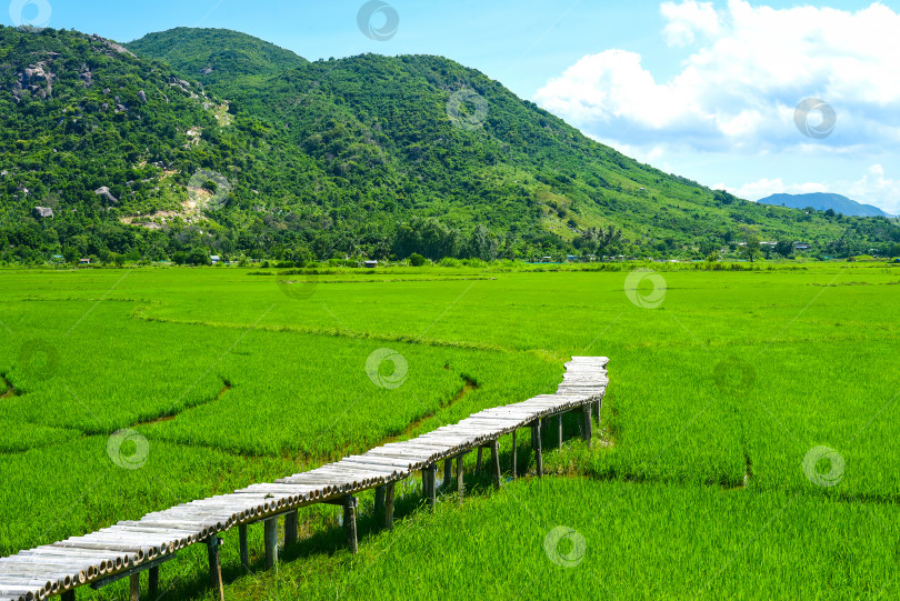 Скачать Яркий пейзаж рисового поля и деревянного пирса во Вьетнаме в солнечный день фотосток Ozero