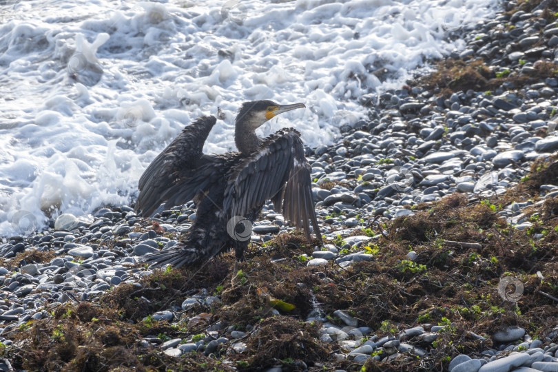 Скачать Большой баклан Phalacrocorax carbo сидит на камне и сушит крылья на ветру фотосток Ozero