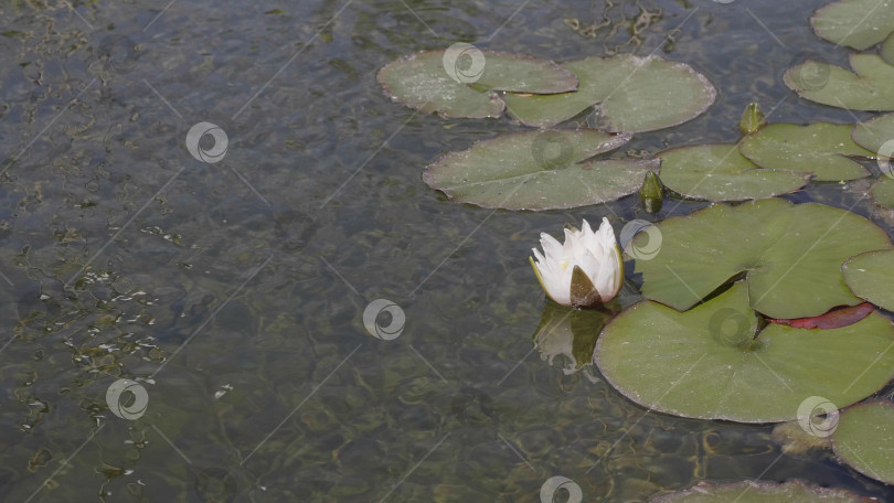 Скачать Цветок белой лилии в воде с зелеными листьями на берегу озера фотосток Ozero