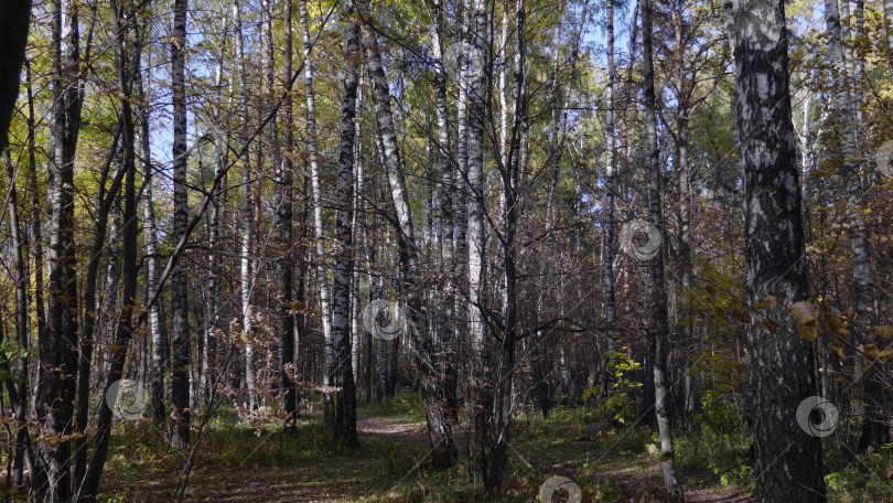 Скачать Осенние листья падают в лесу, природный пейзаж фотосток Ozero