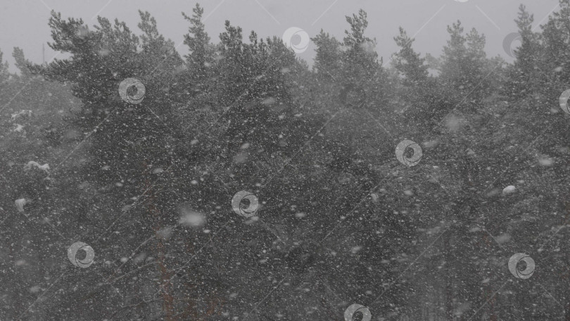 Скачать Зимний лес во время снегопада, замедленная съемка фотосток Ozero