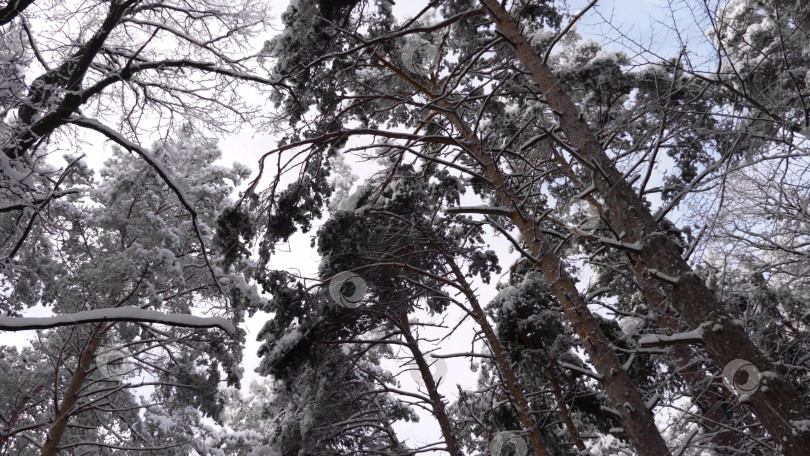 Скачать Зимний лес во время снегопада, замедленная съемка фотосток Ozero