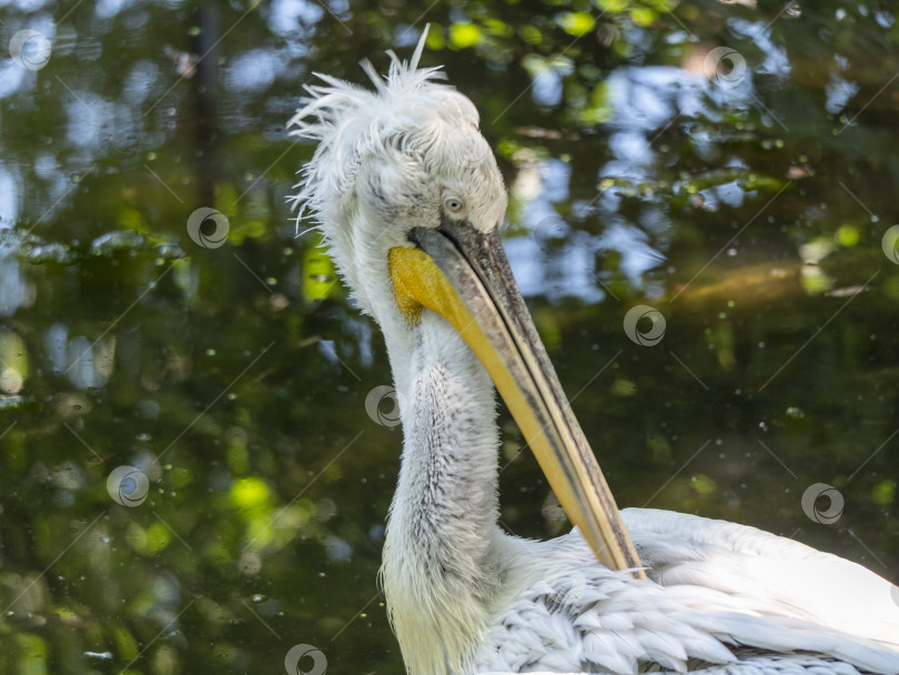 Скачать Белый пеликан (Pelecanus onocrotalus), также известный как Восточный белый пеликан фотосток Ozero