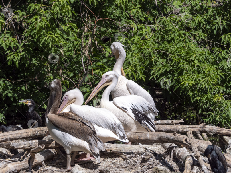 Скачать Белый пеликан (Pelecanus onocrotalus), также известный как Восточный белый пеликан фотосток Ozero