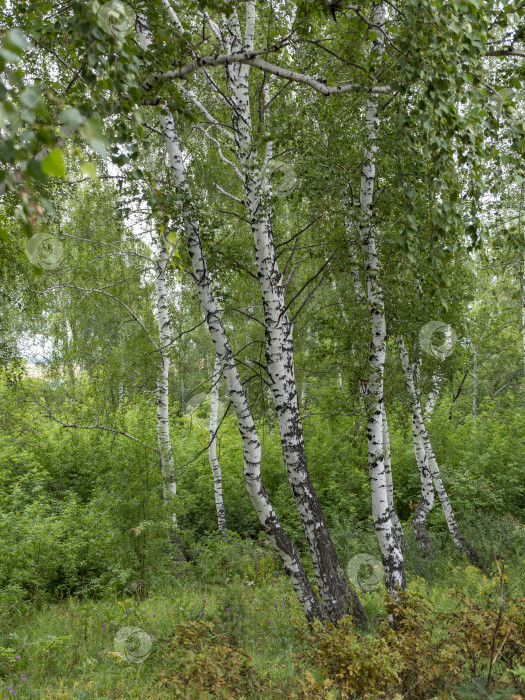 Скачать Кроны деревьев с ярким дневным солнцем и лучами фотосток Ozero