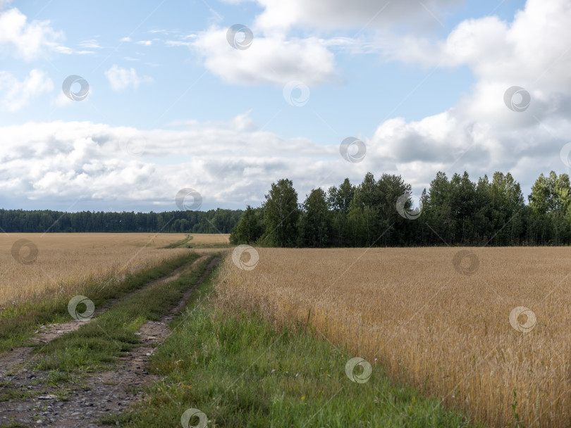 Скачать Желтое зерно, готовое к сбору урожая, растет на фермерском поле фотосток Ozero