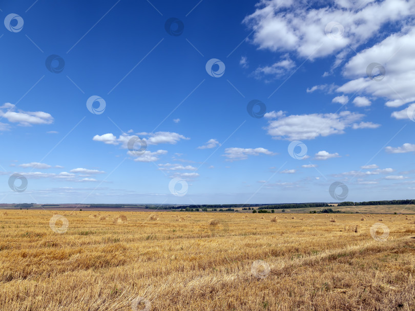 Скачать Желтое зерно, готовое к сбору урожая, растет на фермерском поле фотосток Ozero