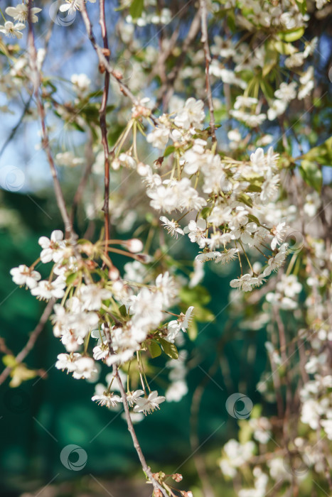 Скачать Цветущие ветви вишни с белыми цветами крупным планом, на фоне весенней природы. Макросъемка растительности крупным планом с глубиной резкости. фотосток Ozero