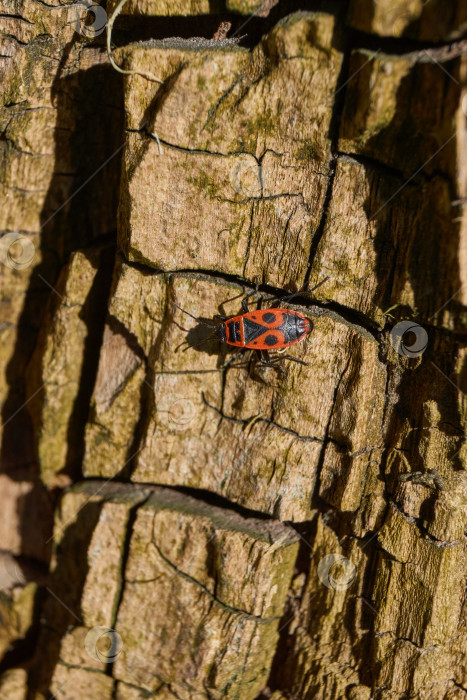 Скачать Клоп-солдат ползет по стволу старого гниющего дерева. фотосток Ozero
