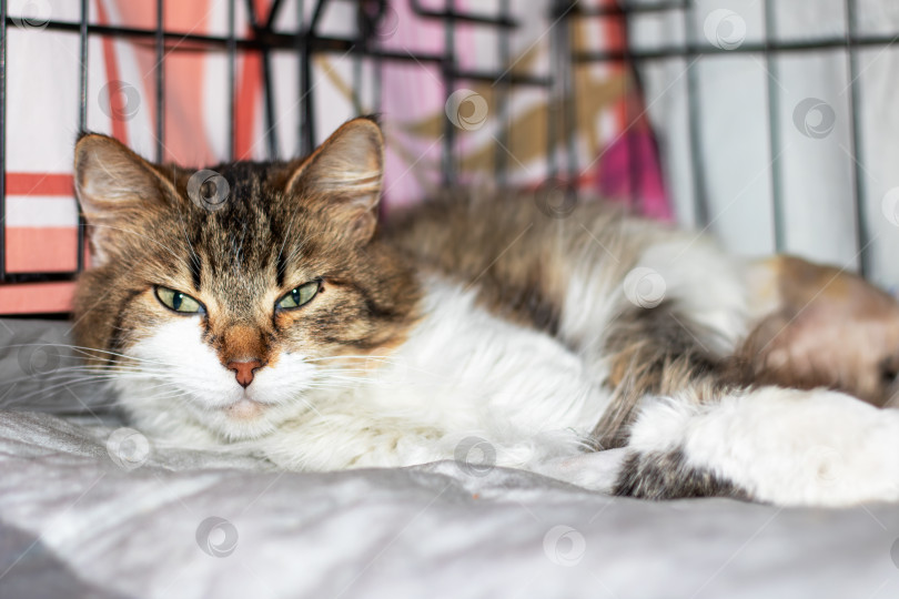 Скачать Кошка отдыхает на удобной кровати в вольере фотосток Ozero