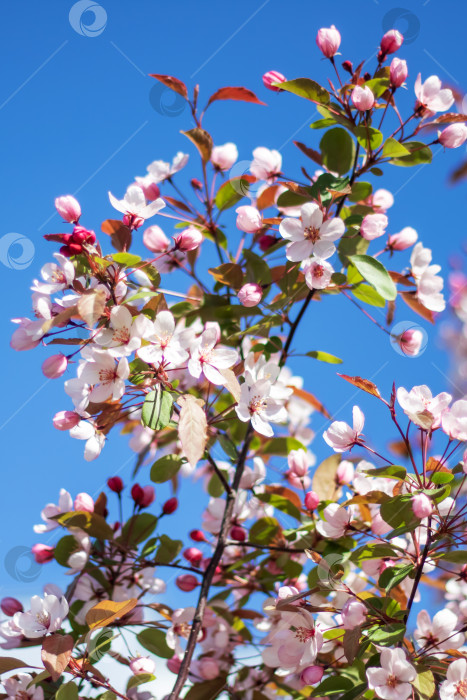 Скачать Цветущее вишневое дерево на фоне здания фотосток Ozero