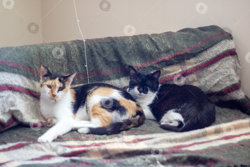 Скачать Два ситцевых кота отдыхают на диване, накрытом полосатым одеялом фотосток Ozero