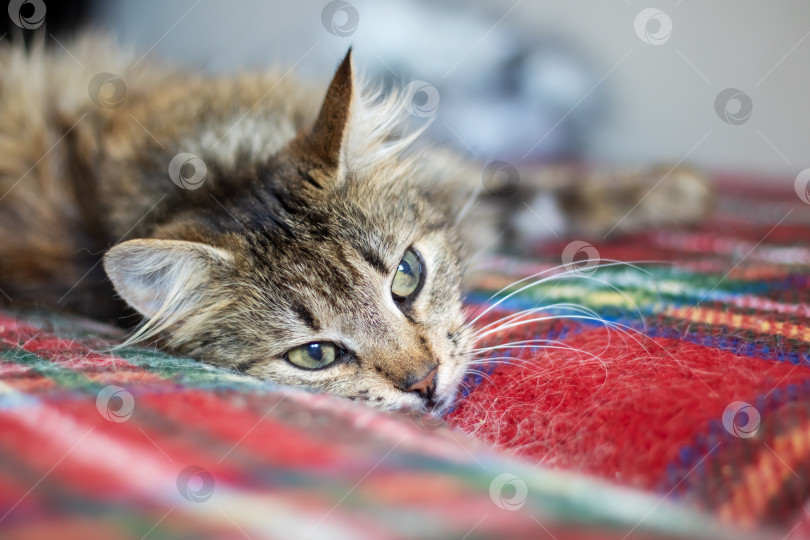 Скачать Кошка мирно отдыхает на одеяле, расстеленном на кровати, в расслабленной манере фотосток Ozero