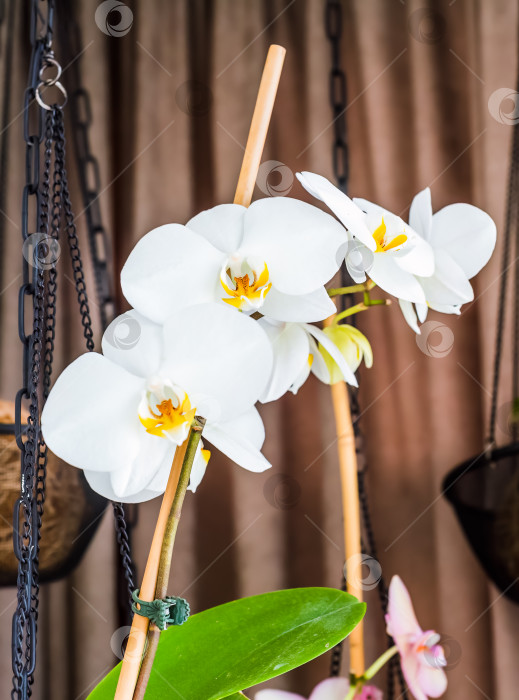 Скачать Подвесной горшок для орхидей с цветком крупным планом фотосток Ozero