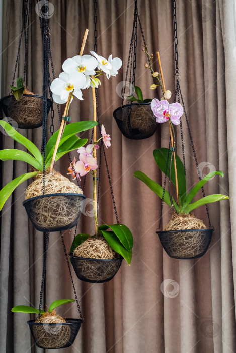 Скачать Пустой подвесной горшок для орхидей на фоне белой кирпичной стены фотосток Ozero
