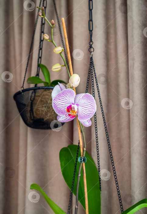 Скачать Подвесной горшок для орхидей на фоне цветка крупным планом фотосток Ozero