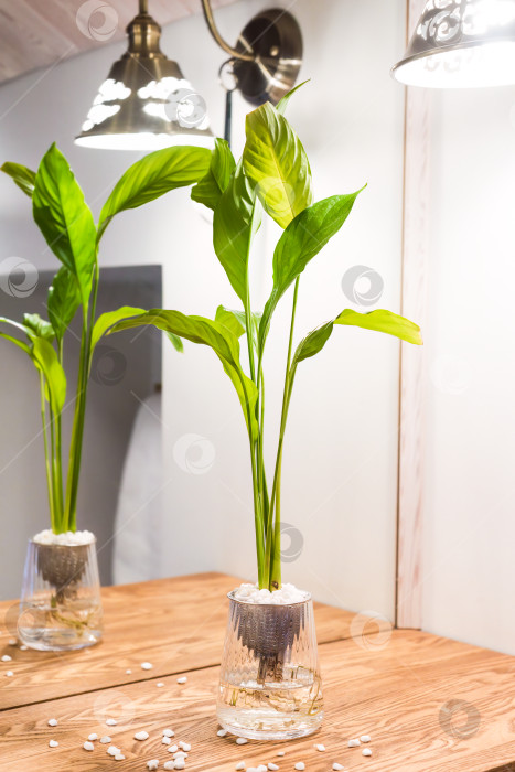 Скачать Spathiphyllum cochlearispathum, обычно называемый мирной лилией, растет в воде в стакане фотосток Ozero