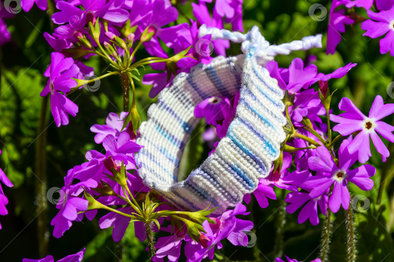 Скачать Плетеный браслет дружбы ручной работы из ниток с цветами примулы Птичий глаз (Primula farinosa) фотосток Ozero