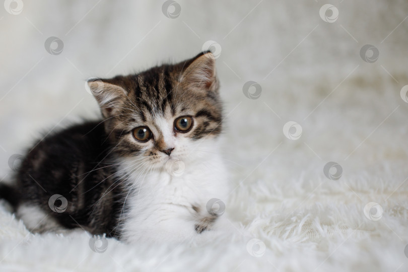 Скачать Серо-белый пушистый котенок сидит на кровати фотосток Ozero