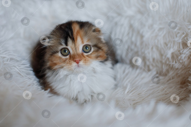 Скачать Симпатичный трехцветный шотландский котенок породы хигленд фолд. фотосток Ozero