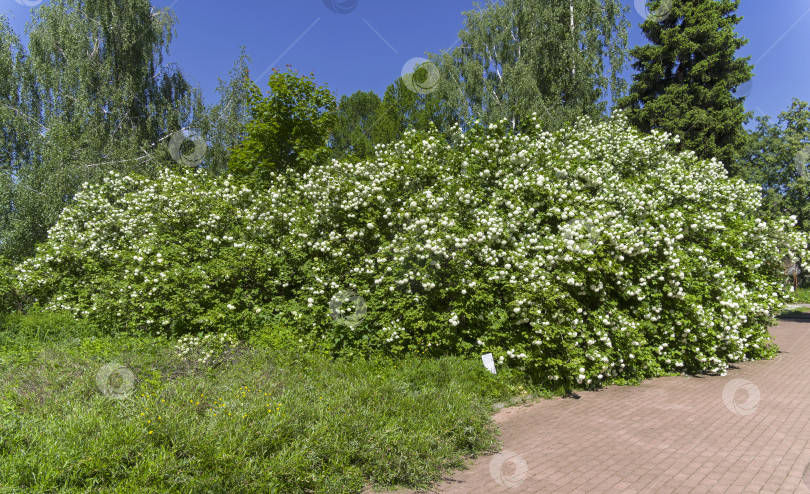 Скачать Цветущее снежное дерево. фотосток Ozero