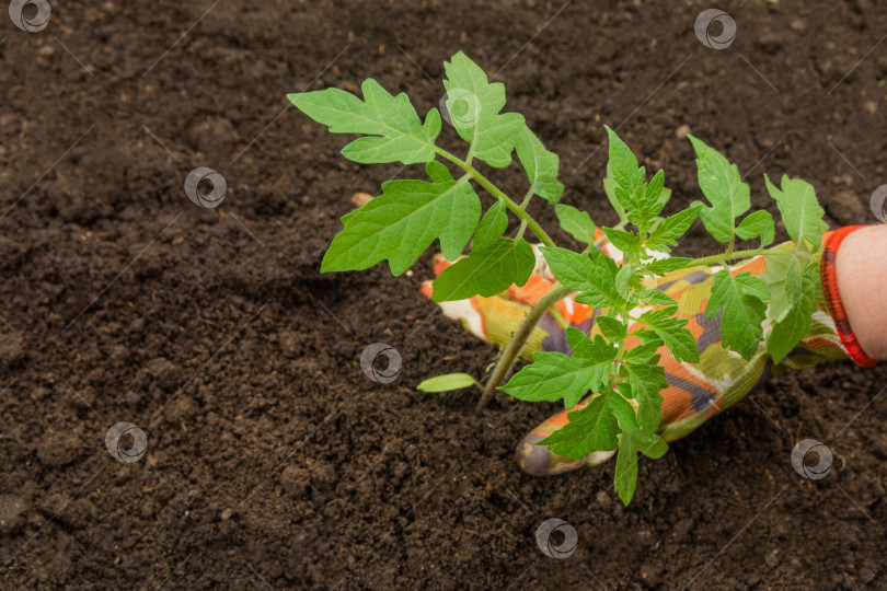 Скачать Женщина в саду высаживает рассаду помидоров в почву. Выращивание овощей фотосток Ozero