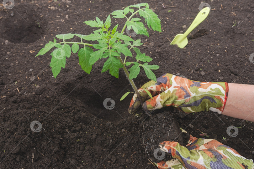 Скачать Женщина на огороде весной высаживает рассаду капусты с корнями в почву фотосток Ozero