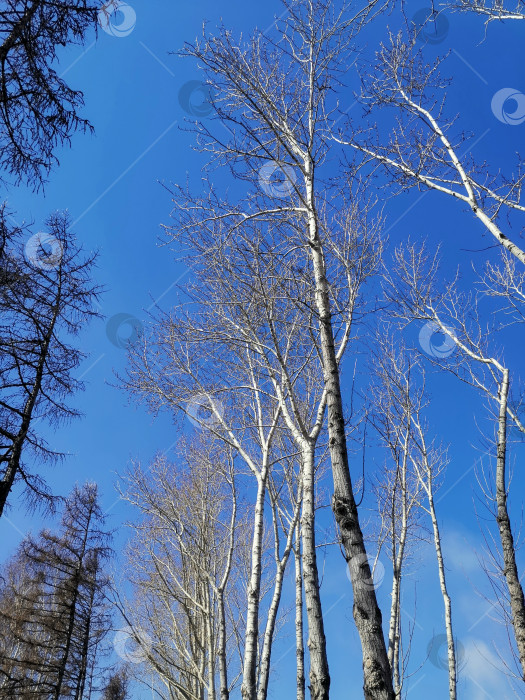 Скачать Березы и лиственницы ранней весной. фотосток Ozero