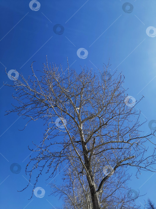 Скачать Березы на фоне весеннего неба. фотосток Ozero