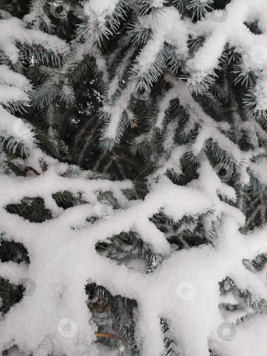 Скачать Еловые ветки и белый крупный снег на них. фотосток Ozero