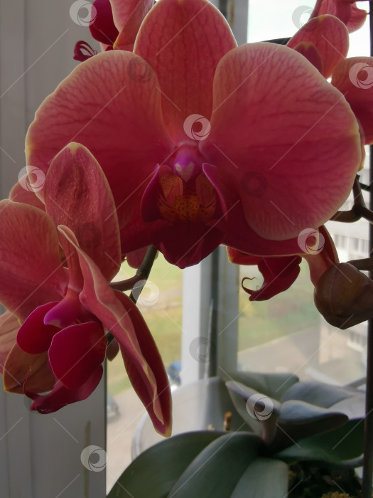 Скачать Большие цветы орхидеи на окне. фотосток Ozero