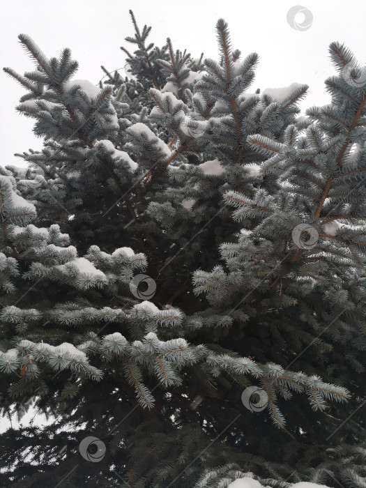 Скачать На иголках голубой ели лежит свежевыпавший снег. фотосток Ozero