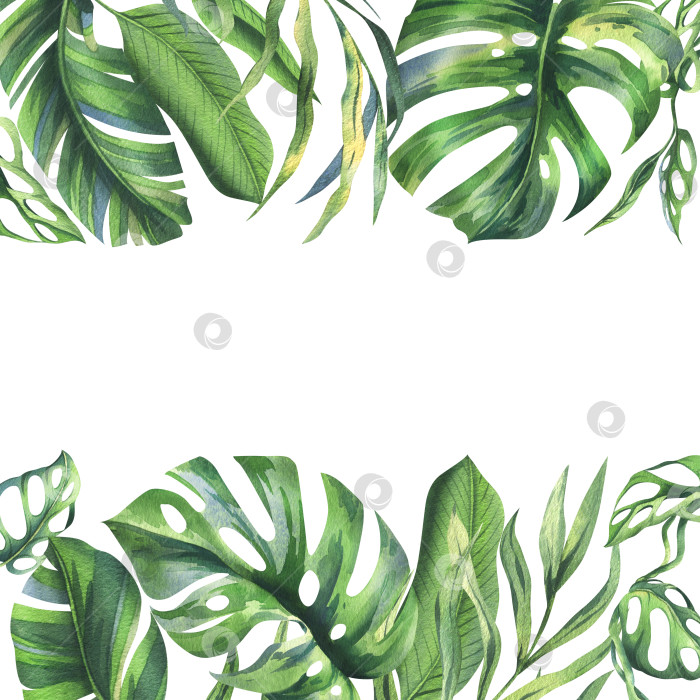 Скачать Тропический кокос, листья банановой пальмы, монстера, маска обезьяны, франжипани, яркая сочная зелень. Ботаническая иллюстрация, выполненная вручную акварелью. Рамка, шаблон, выделенный на фоне фотосток Ozero