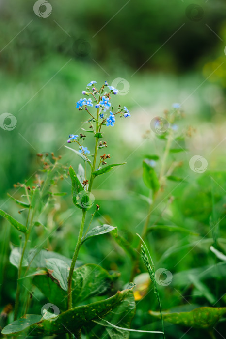 Скачать Стебель микрулы с маленькими голубыми цветочками на фоне зеленой травы в весеннем саду фотосток Ozero