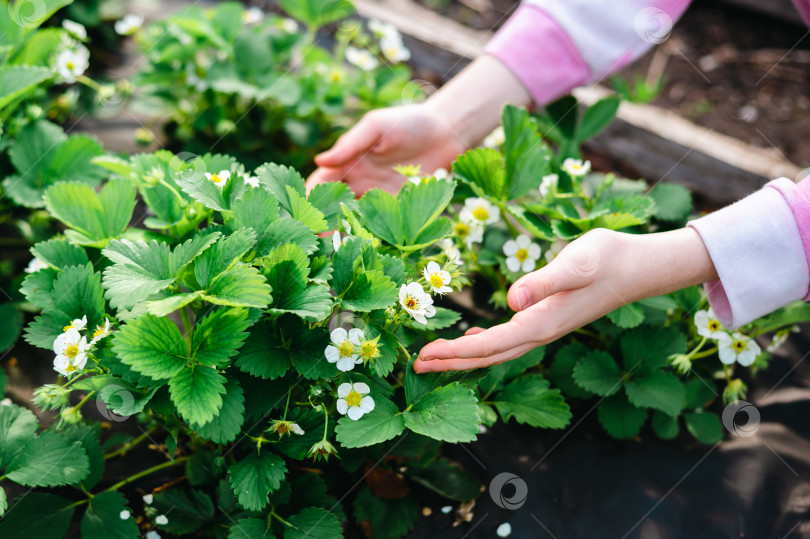 Скачать Женские руки прикасаются к цветущему кусту земляники в весеннем саду фотосток Ozero