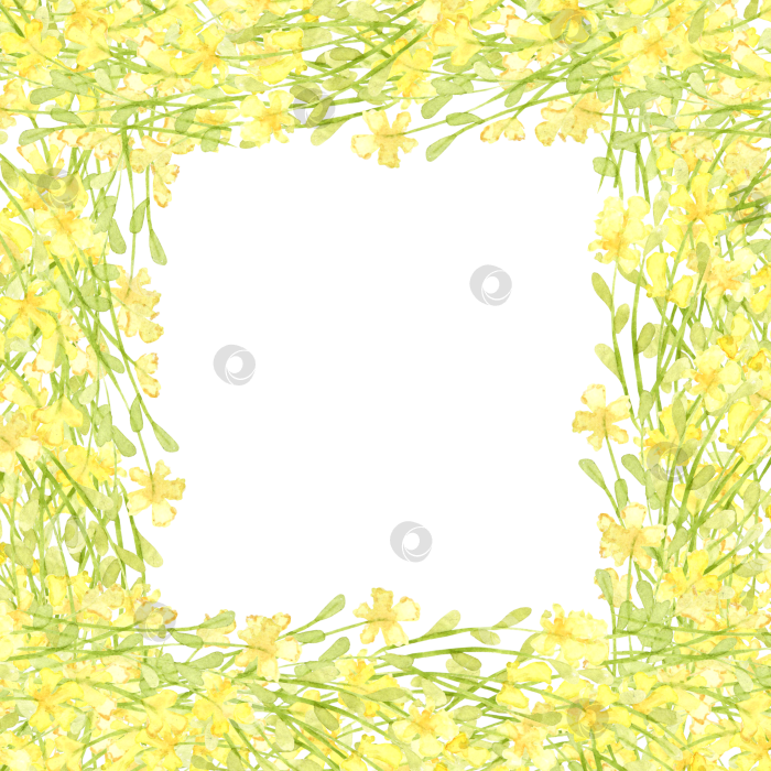 Скачать Желтые маленькие полевые цветы в квадратной рамке акварелью фотосток Ozero