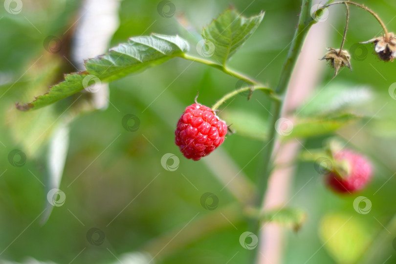 Скачать Спелая красная малина растет в саду фотосток Ozero