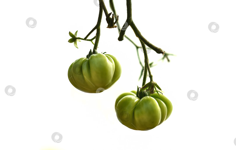 Скачать Домашние помидоры, растущие на ветке, выделяются на белом фоне фотосток Ozero
