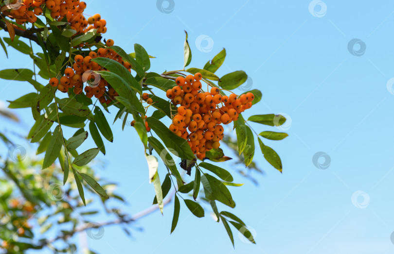 Скачать Рябина амурская (Sorbus pohuashanensis), произрастающая на Дальнем Востоке России фотосток Ozero