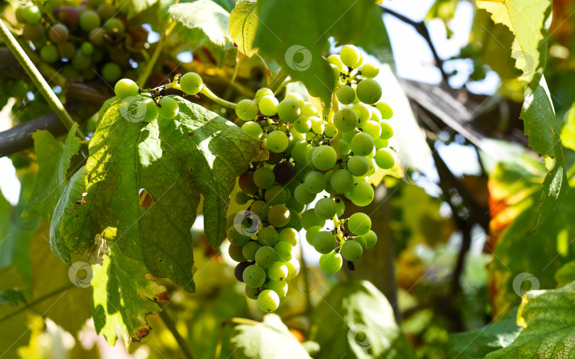 Скачать Гроздь незрелого винограда, висящая на ветке фотосток Ozero