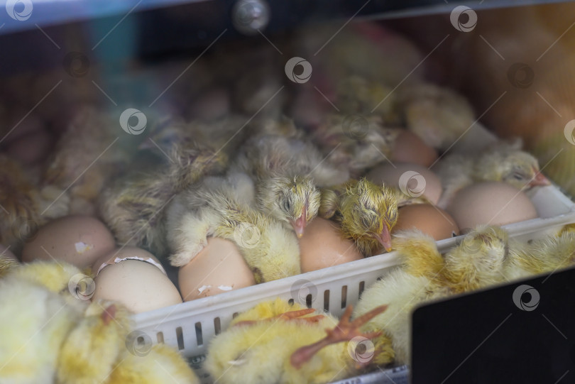 Скачать Новорожденный цыпленок возле яичной скорлупы в инкубаторе фотосток Ozero