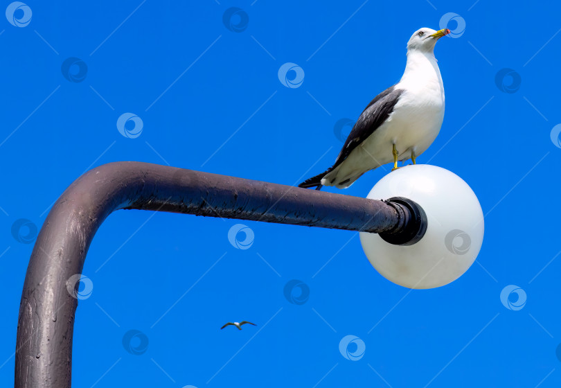 Скачать Плохо нарисованный серый уличный фонарь с сидящей чайкой на фоне голубого неба фотосток Ozero