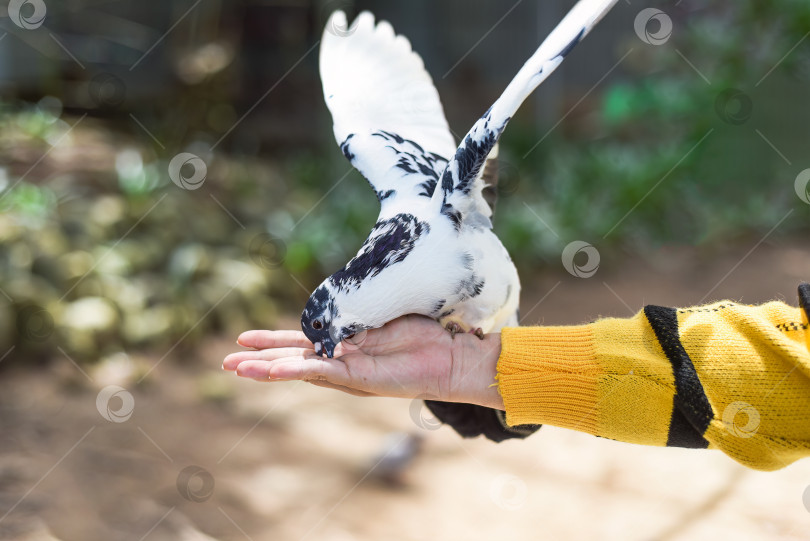 Скачать Пятнистый голубь клюет зерна с ладони фотосток Ozero